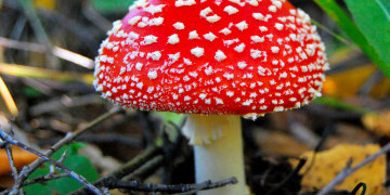 Мухомор красный ядовитый гриб