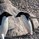 пингвин картинки