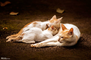 картинки котят и кошек