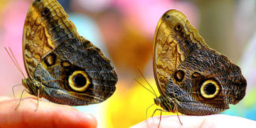 две бабочки
