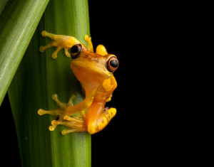 dendropsophus