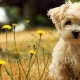 самые маленькие собаки мира фото