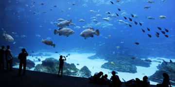самый большой аквариум