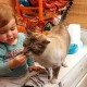 девочка кормит кота