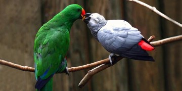 фотографии целующихся животных