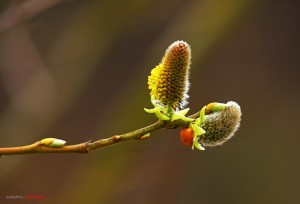 картинки скоро весна