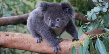 маленькая коала