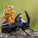 яванская летающая лягушка