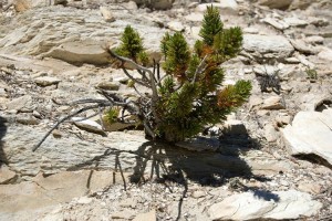 pinus longaeva