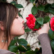 почему розы пахнут