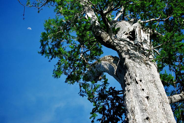 самые древние деревья на планете