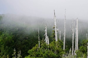 самые древние деревья на земле фото