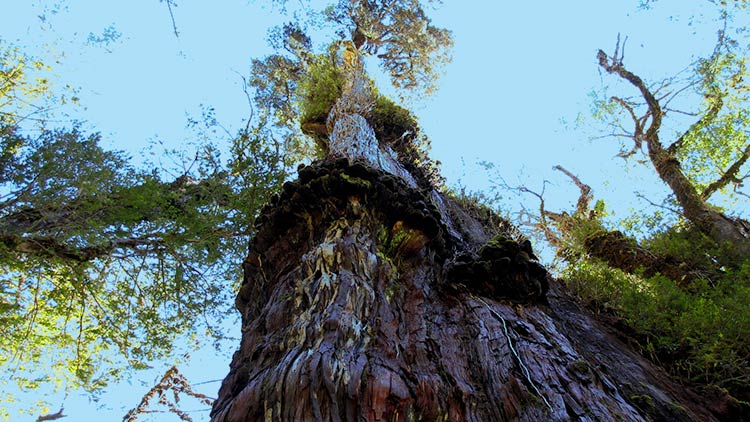 самые древние деревья в мире