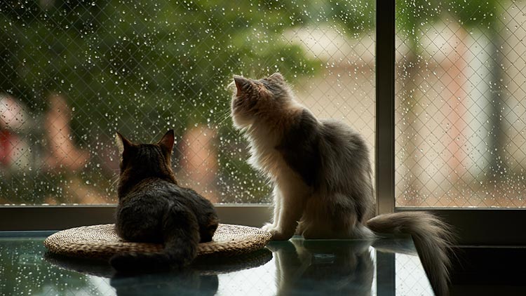 фото дождя за окном
