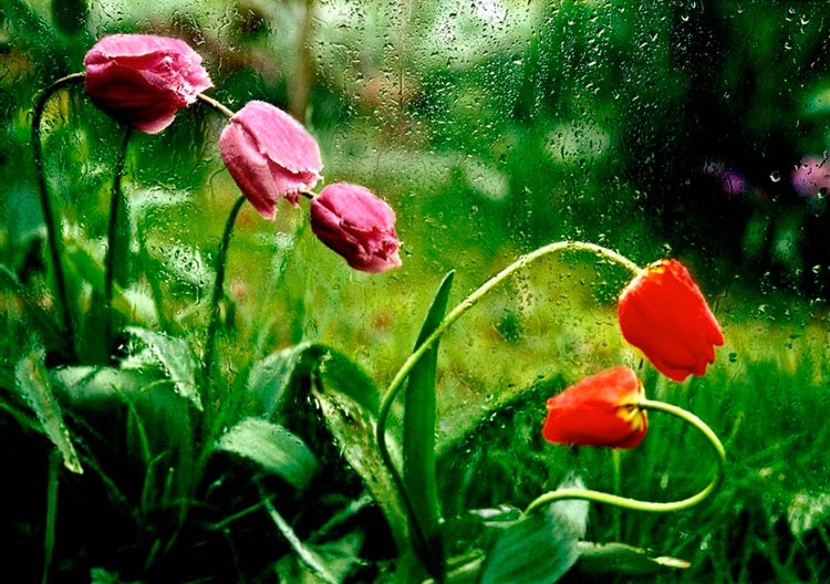 тюльпаны под дождем фото