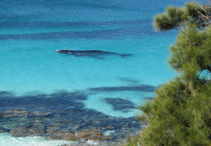 австралийский пляж hyams beach в бухте джарвис