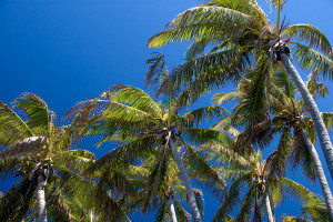 punaluu black sand beach hawaii