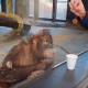 орангутанг смеется над фокусом видео