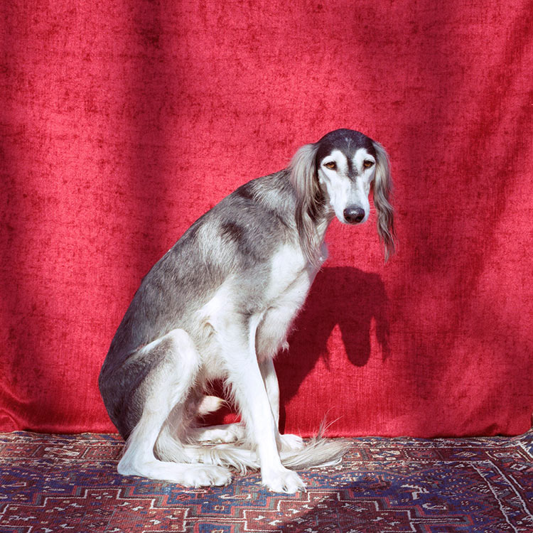портрет собаки фото