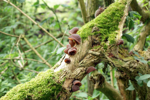 auricularia auricula-judae