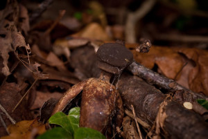 geastrum fornicatum