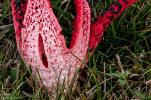 гриб clathrus archeri