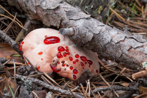 hydnellum peckii