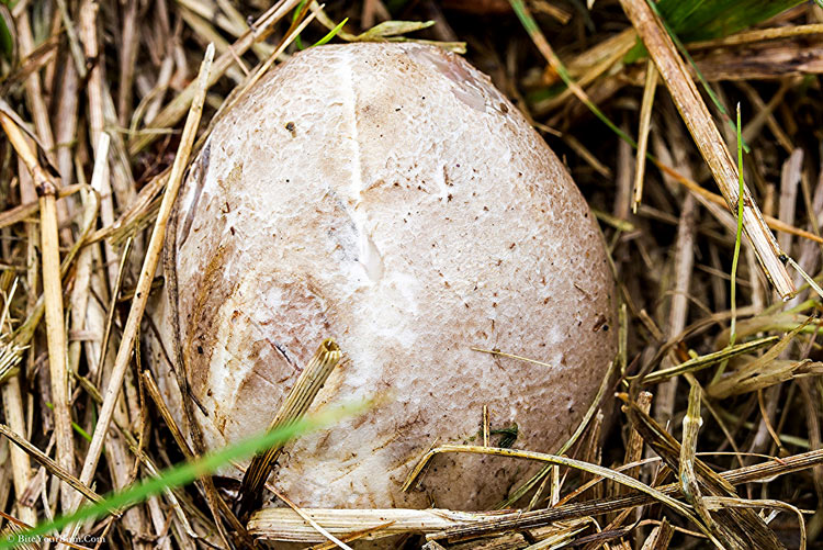 несъедобные грибы фото и название