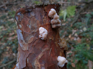 tremella encephala