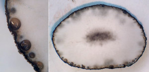 xylaria polymorpha