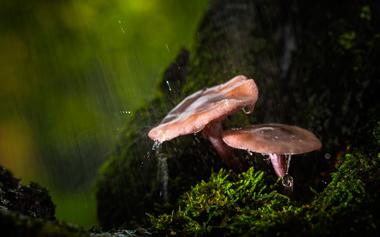 дождь в лесу фото