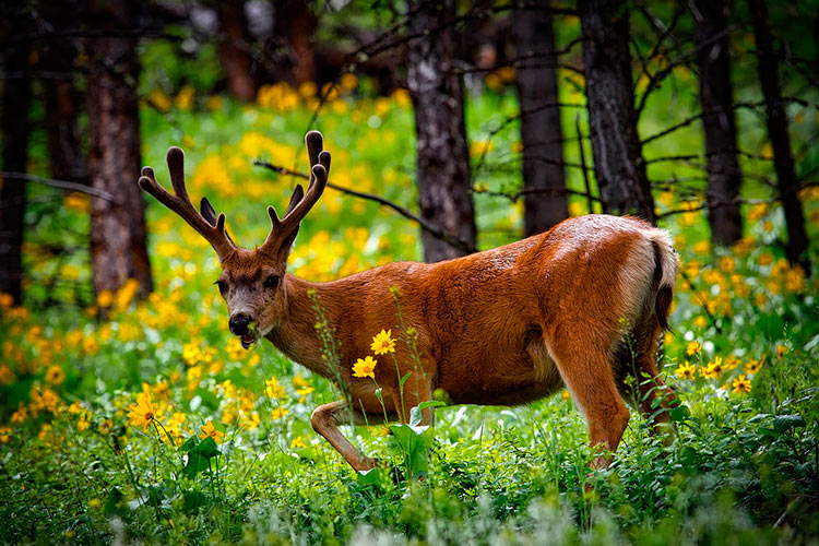 йеллоустонский национальный парк животные фото