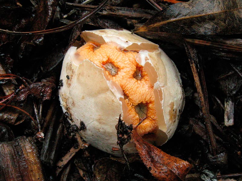 гриб решеточник красный молодое плодовое тело раскрывается
