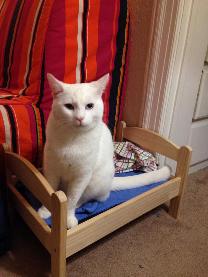 кровать для кота