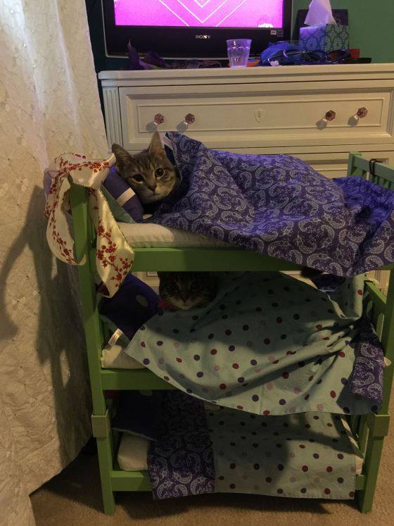 кроватка для кошек