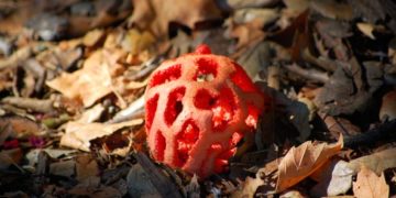 описание гриба решеточник красный с фото
