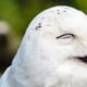 полярные белые совы фото видео