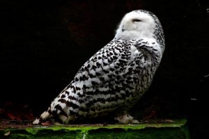 snowy owl