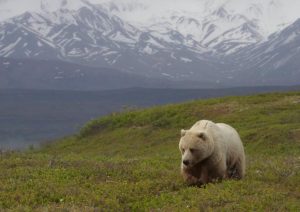 фотографии тундры летом и зимой 8