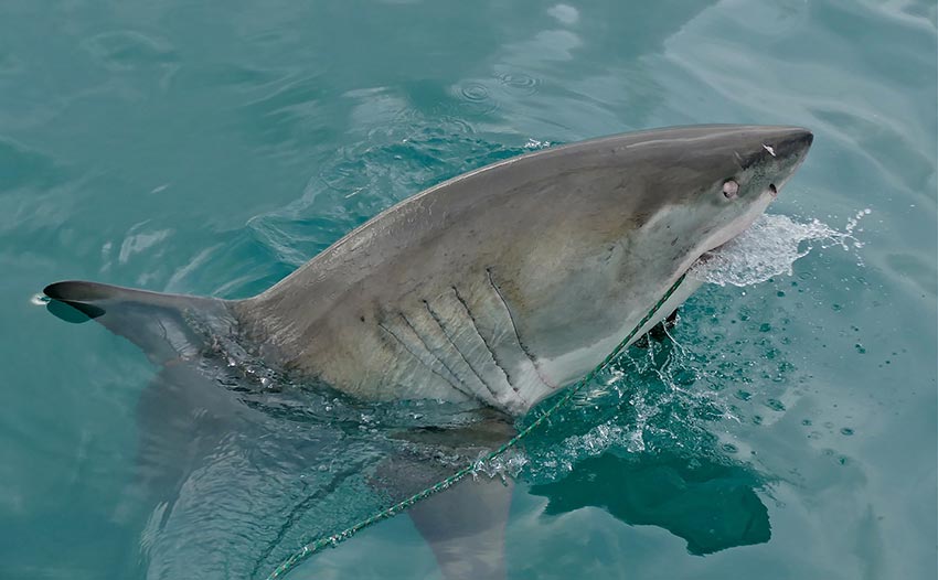 белая акула фото видео статья 6