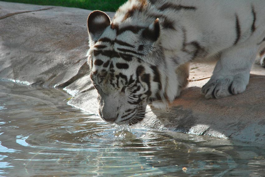 белый тигр бенгальский 3