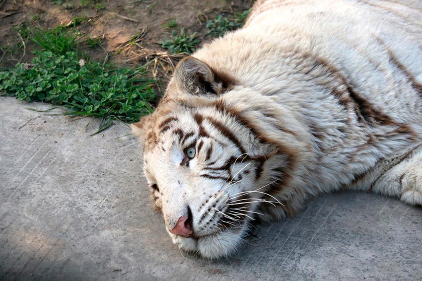 белый тигр бенгальский 5