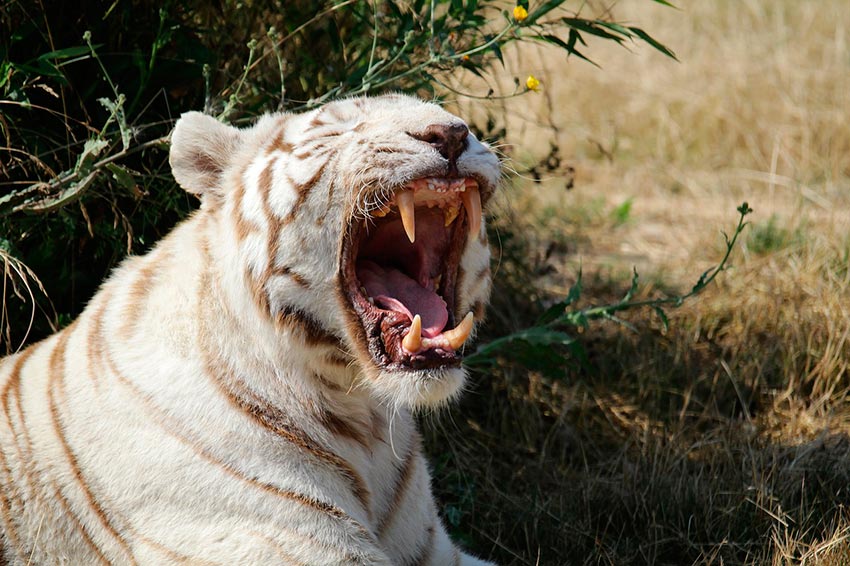 белый тигр бенгальский 10