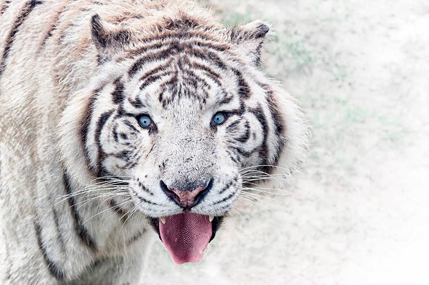 белый тигр бенгальский 11