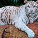 белый тигр бенгальский