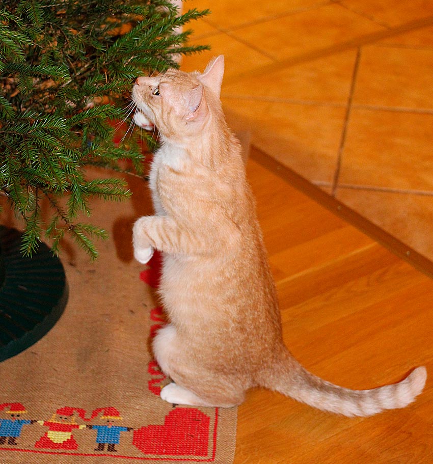 кот и новогодняя елка смешные фото 43