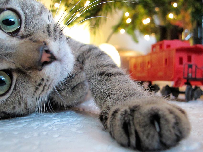 кот и новогодняя елка смешные фото 44