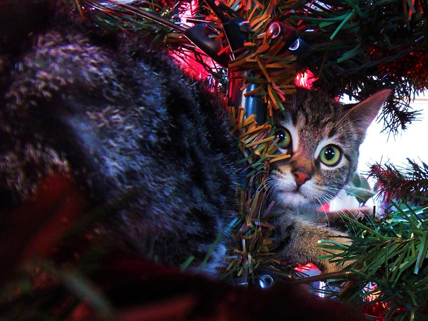 кот и новогодняя елка смешные фото 33