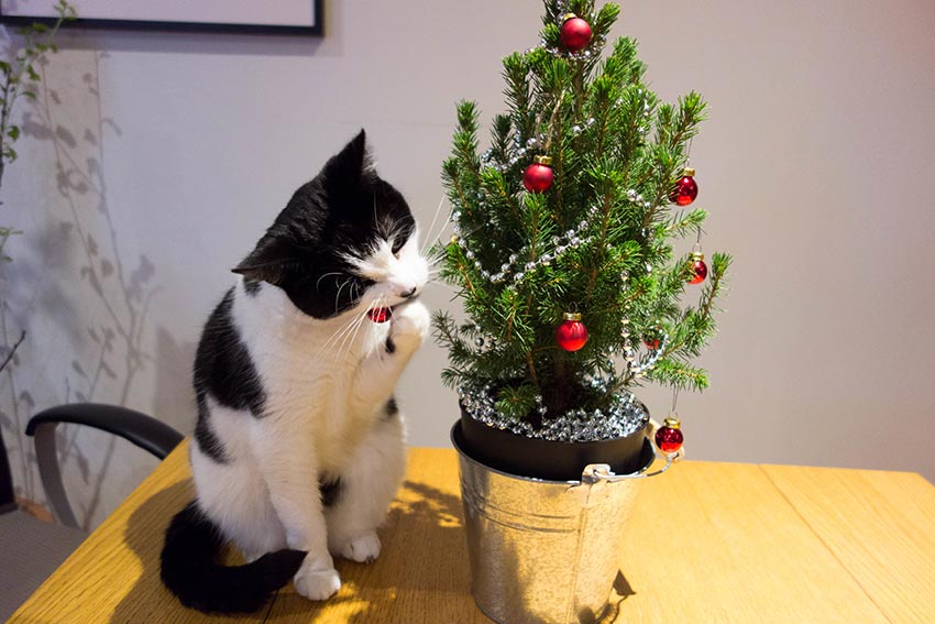 кот и новогодняя елка смешные фото 29