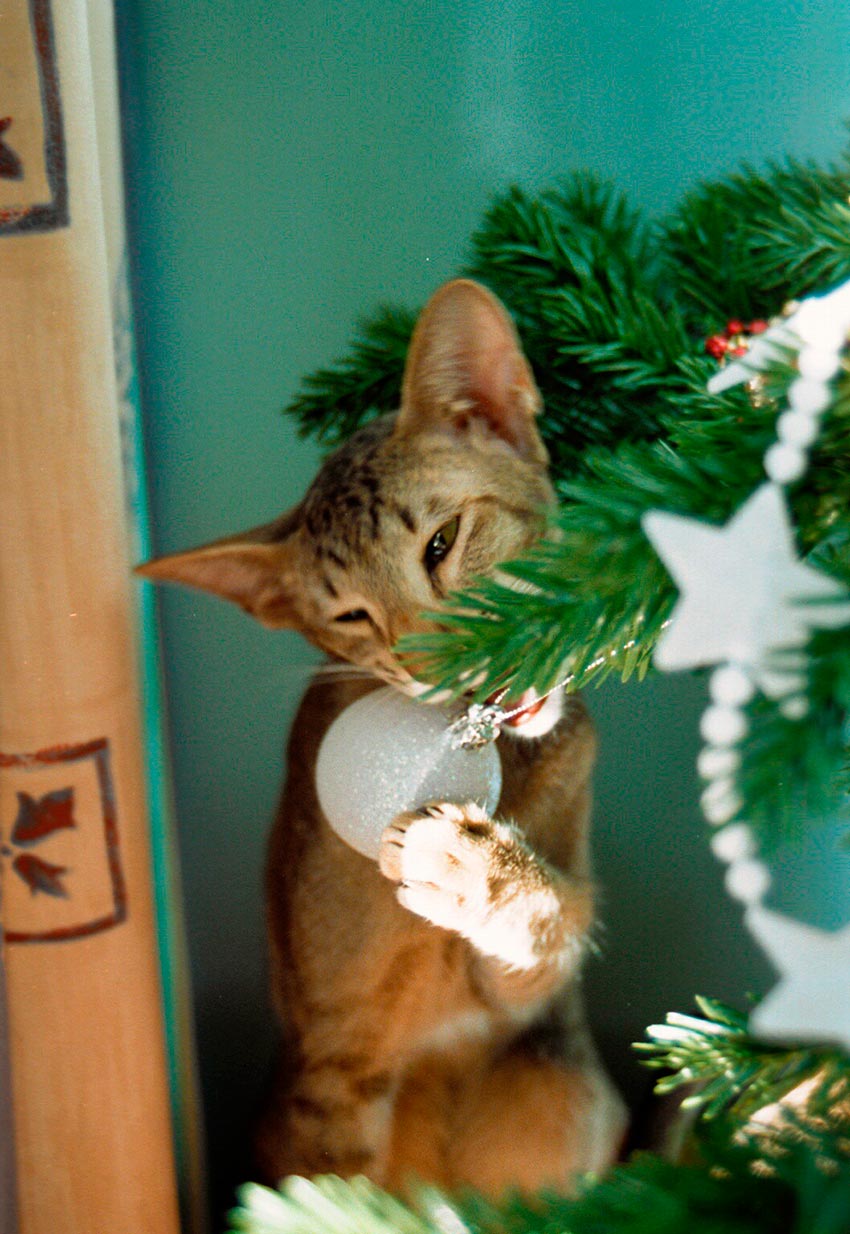 кот и новогодняя елка смешные фото 50